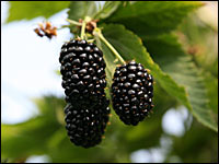 Brombeeren