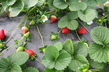Erdbeeren mit Folie