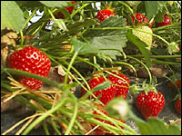 Erdbeeren an der Pflanze