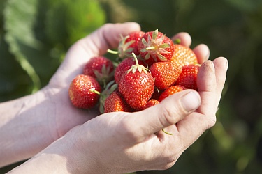 Erdbeeren in den Händen