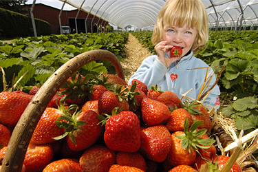 Erdbeeren Naschen