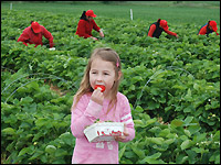 Erdbeeren naschen erlaubt