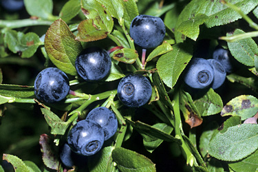 Heidelbeeren (Vaccinium myrtilus)