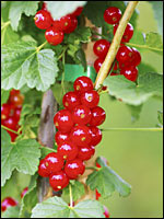 Rote Johannisbeeren