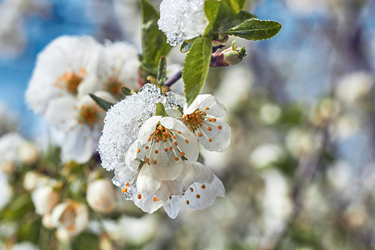 Kirschblüte mit Schnee