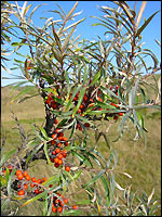 Sanddorn (Hippophae rhamnoides)