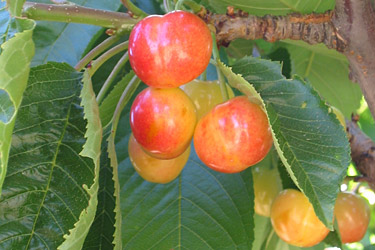 Süßkirschen am Baum