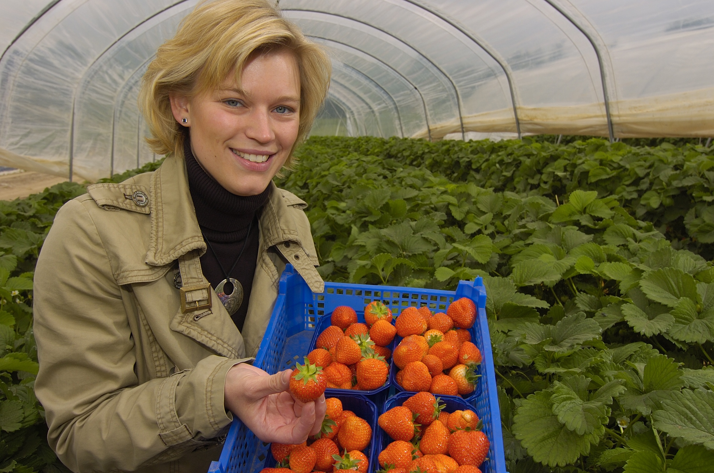 Erdbeeren jetzt auch zum Selberpflücken - Landwirtschaftskammer ...