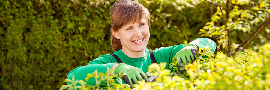 Eine Gärtnerin schneidet Rosen. Foto: Verband GaLaBau NRW
