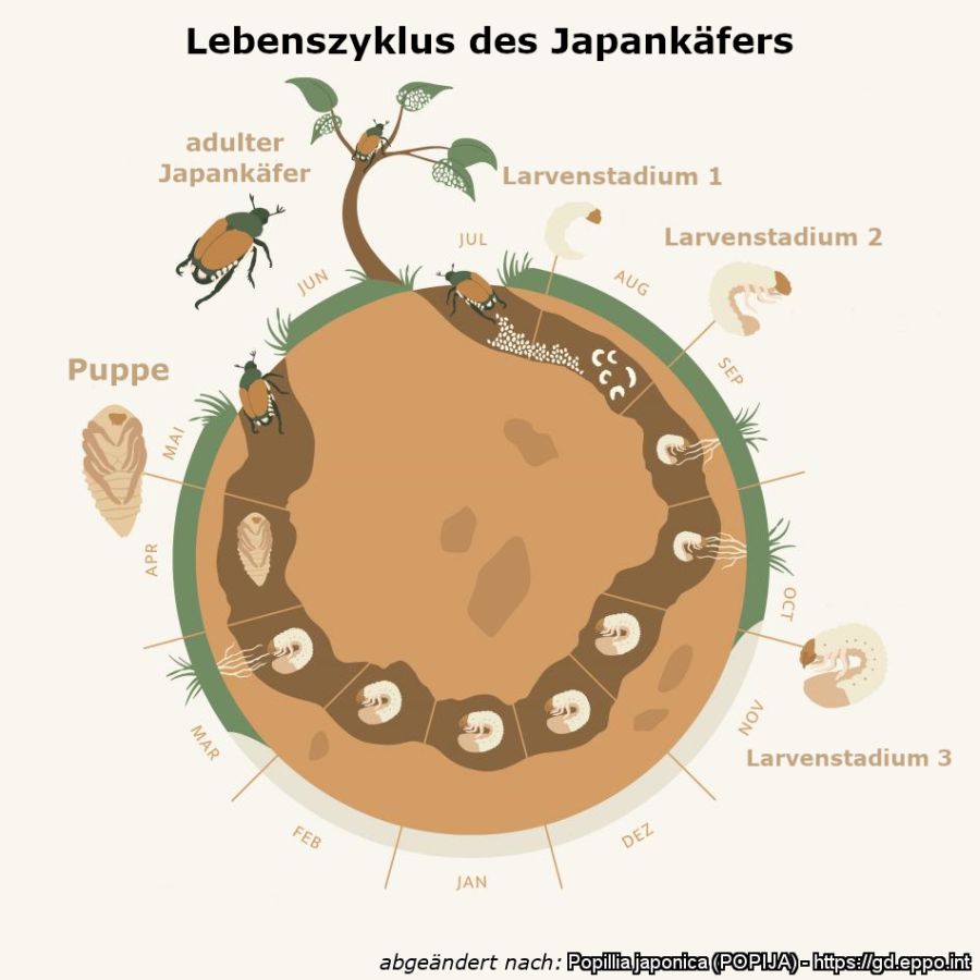 Japankäfer