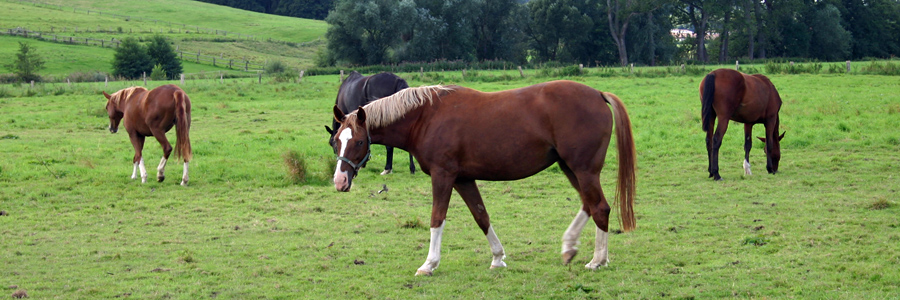 Pferde auf der Weide