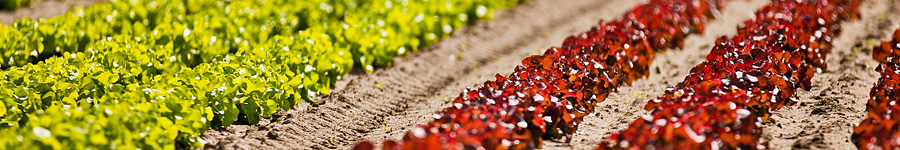 Salatpflanzung. Foto: gemuesegartener, Pixabay.de