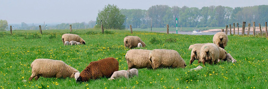 Schafe am Niederrhein