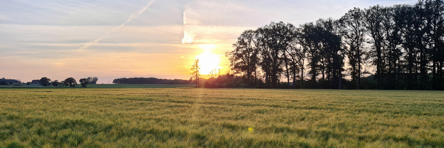 Wintergerste im Juni
