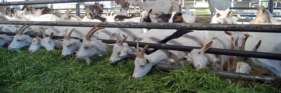 Grasfutter im Ziegenstall