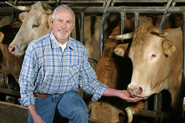 Johannes Frizen mit Fleischrindern