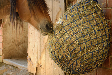 Pferd frisst am Heunetz