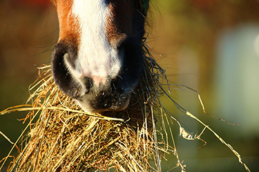 Pferd frisst Heu