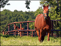 Pferd und Fohlen auf der Weide