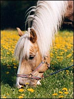 Pferd grasend