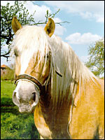 Haflinger