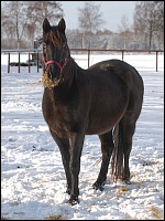 Pferd im Schnee