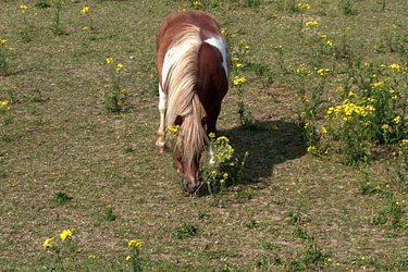 Pony auf einer Weide mit Jakobskreuzkraut