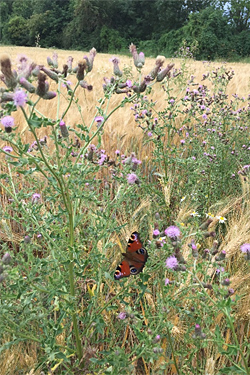 Ackerkratzdistel