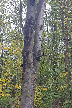 Rußrindenkrankheit an Ahorn