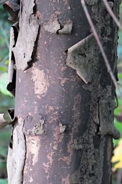 Bergahornstamm mit Rußrindenpilz