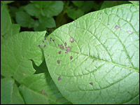 Alternaria alternata