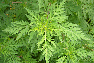 Beifußblättriges Traubenkraut (Ambrosia artemisiifolia)