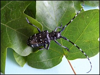 Citrusbockkäfer (Anoplophora chinensis)