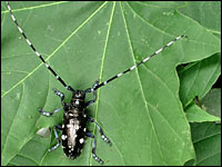 Asiatischer Laubholzbockkäfer (Anoplophora glabripennis)