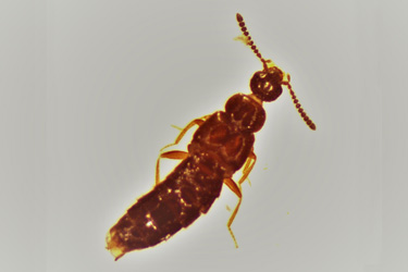 Atheta coriariae