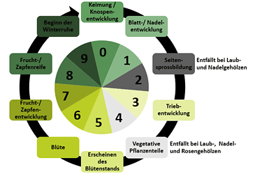BBCH-Stadien bei Gehölzen