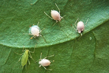 Von verschiedenen Schlupfwespenarten parasitierte Blattäuse