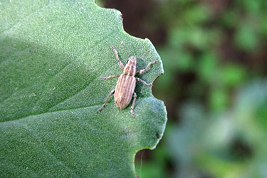 Blattrandkäfer am Bohnenblatt