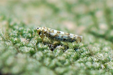 Blattzikade Eupteryx sp.