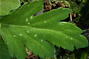 Bohrgrübchen von Minierfliegen an Chrysanthemum indicum