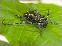 Citrusbockkäfer (Anoplophora chinensis)