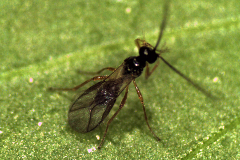 Schlupfwespe Dacnusa sibirica