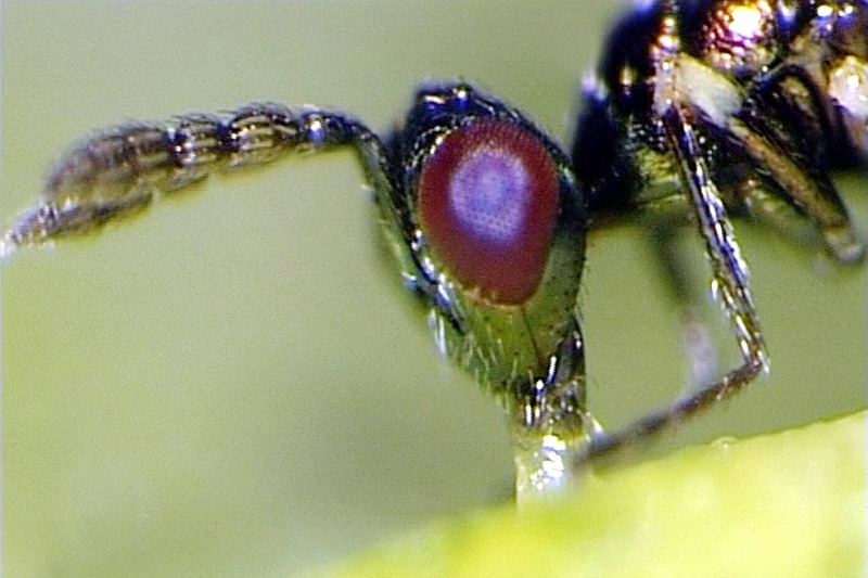 Schlupfwespe Diglyphus isea