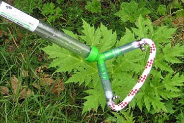 Dochtstreichgerät an einer Herkulesstaude