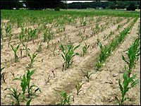 Drahtwurm-Schaden an Mais