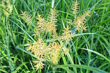 Erdmandelgras in der Blüte