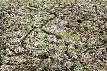 Feldmausgänge im Grünland