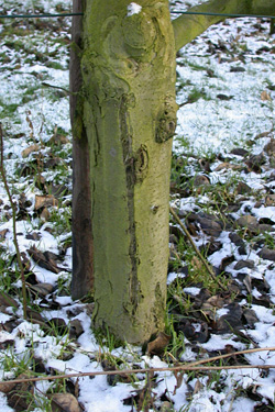 Frostriss an einem Obstbaum