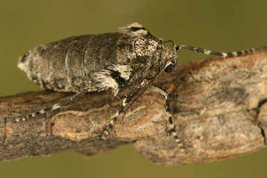 Weibchen des Kleinen Froststpanners (Operophtera brumata)