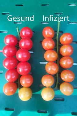 Fruchtsymptome Virus Tomaten
